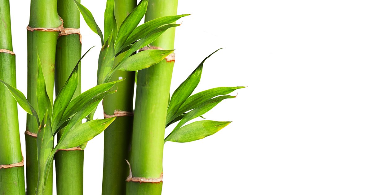 bambusový éterický olej