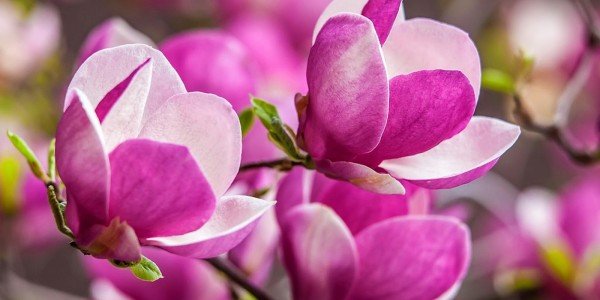 difuzer s vonou magnolie